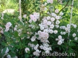 Brise Parfum Brise Parfum