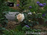 Marie Antoinette Marie Antoinette