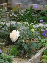Marie Antoinette Marie Antoinette