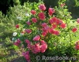 Rosarium Uetersen Rosarium Uetersen