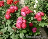Ascot Ascot