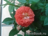 Starlet®-Rose Carmen® Starlet®-Rose Carmen®