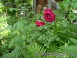 Red Parfum ® Red Parfum ®