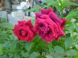Red Parfum ® Red Parfum ®