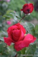 Venrosa Venrosa