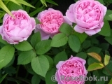 Mary Rose Mary Rose