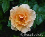 Garden Glory Garden Glory