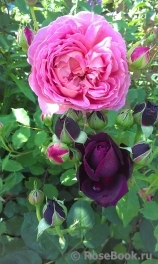 Jubilee Celebration® Jubilee Celebration®