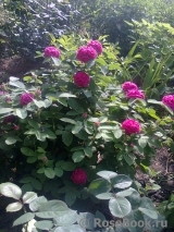 Rose de Rescht Rose de Rescht