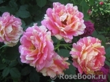 Rose des Cisterciens Rose des Cisterciens