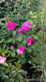 Sophy’s Rose Sophy’s Rose