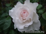 Great North Eastern Rose Great North Eastern Rose
