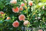 Abraham Darby