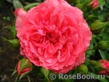 Rosarium Uetersen