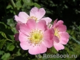 Rosa eglanteria Rosa eglanteria