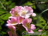 Rosa eglanteria Rosa eglanteria