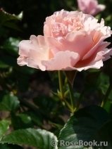 Twiggy’s Rose Twiggy’s Rose
