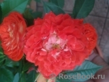 Starlet®-Rose Carmen® Starlet®-Rose Carmen®