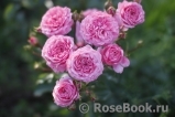 Rosarium Uetersen Rosarium Uetersen
