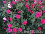 Sophy’s Rose Sophy’s Rose