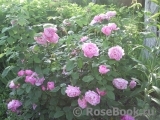 Mary Rose Mary Rose