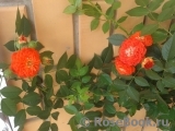 Starlet®-Rose Carmen® Starlet®-Rose Carmen®