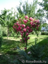 Super Excelsa Super Excelsa