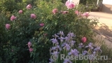 Mary Rose Mary Rose
