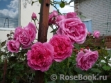 Decor Rose Decor Rose