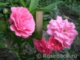 Rosarium Uetersen Rosarium Uetersen