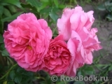 Rosarium Uetersen Rosarium Uetersen