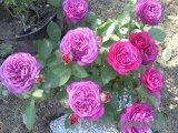 Heidi Klum Rose Heidi Klum Rose