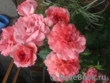 Rosarium Uetersen Rosarium Uetersen
