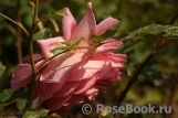 Jubilee Celebration® Jubilee Celebration®