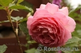 Jubilee Celebration® Jubilee Celebration®