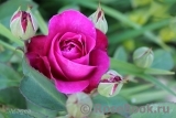Heidi Klum Rose Heidi Klum Rose