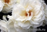 Edelweiss Edelweiss