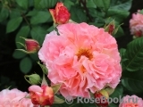 Augusta Luise Augusta Luise