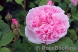 Cottage Rose Cottage Rose