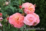 Augusta Luise Augusta Luise