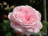Rosengräfin Marie Henriette Rosengräfin Marie Henriette