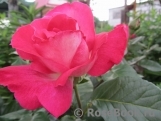 Rose Gaujard Rose Gaujard