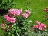 Elmshorn Elmshorn