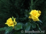Friesia Friesia