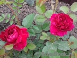 Darcey Bussell Darcey Bussell