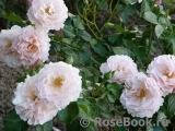 Twiggy’s Rose Twiggy’s Rose