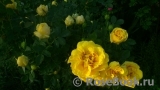 Persian Yellow Persian Yellow