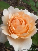 Ambridge Rose Ambridge Rose