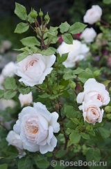 Crocus Rose® Crocus Rose®