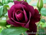 Burgundy Ice